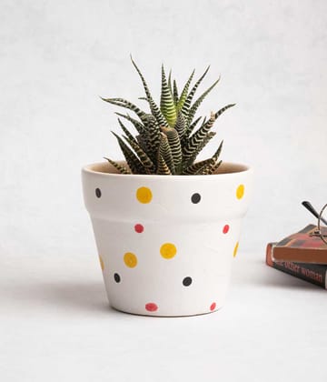 Hawarthia Zebra Plant