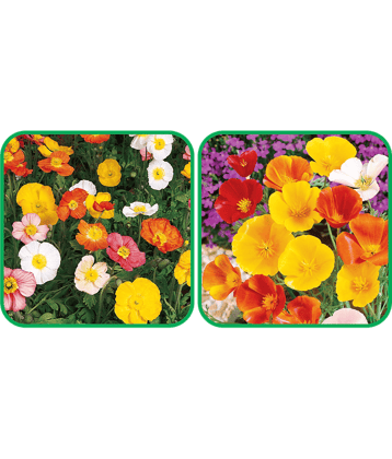 Aero Seeds Poppy California Mix Color (50 Seeds) And Poppy Iceland Mix Color (50 Seeds) Flower Seeds Pack