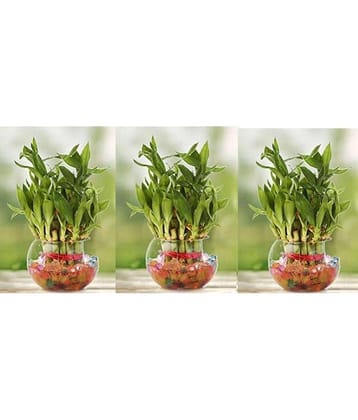 Green plant indoor - Green Wild Artificial Flowers With Pot ( Pack of 3 )