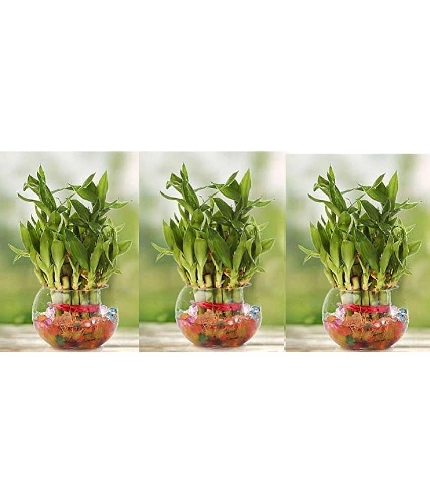Green plant indoor - Green Wild Artificial Flowers With Pot ( Pack of 3 )