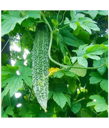 Vedhahi Hybrid Karela Vegetable ( 15 Seeds )