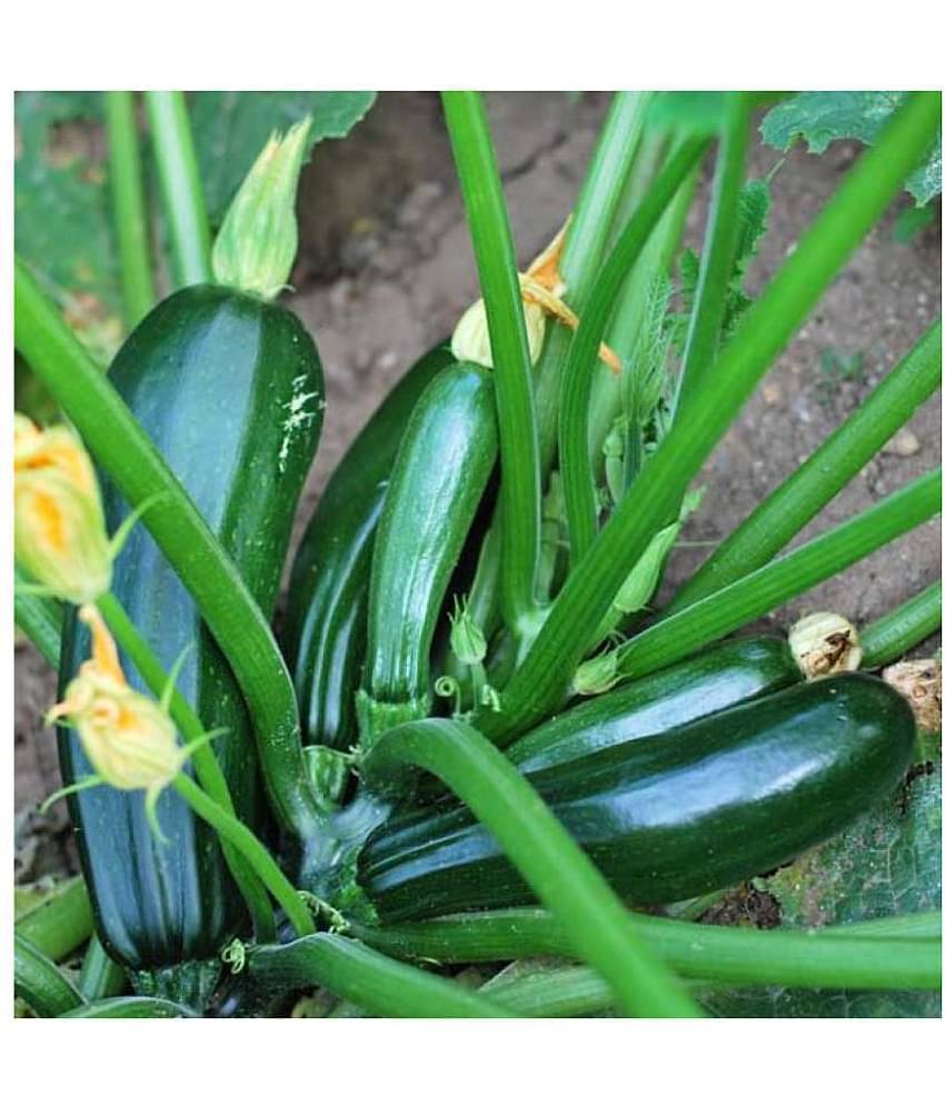 High Yielding F1 Hybrid Green Long Squash ( Zucchini ) Seeds 10