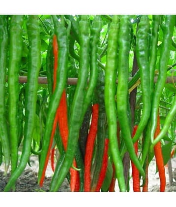 organic chilli seeds - Pack of 2 (100 seeds) combo + Instruction Manual