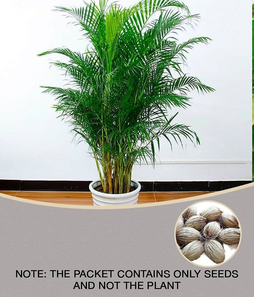 ARECA PALM ORNAMENTAL AIR PURIFYING INDOOR OUTDOOR TREE 5 SEEDS PACK WITH FREE COCOPEAT POTTING SOIL AND USER MANUAL FOR TERRACE AND HOME GARDENING CHEAP RATE ON SNAPDEAL