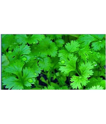 Coriander (Dhaniya) High Germination All Season (Best of summer) Best Vegetables Seeds