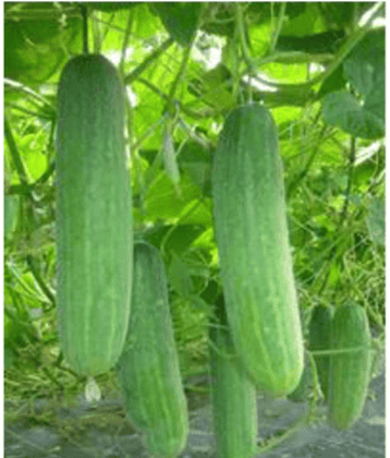 PARTHVA SEEDS Hybrid Cucumber Fruit ( 100 Seeds )