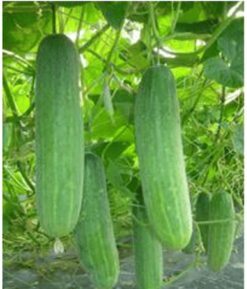 PARTHVA SEEDS Hybrid Cucumber Fruit ( 100 Seeds )