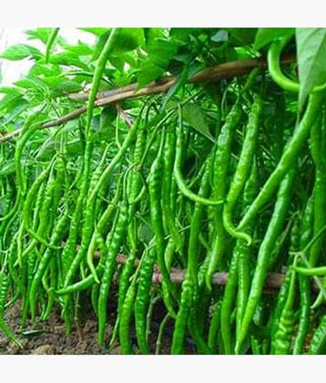 LiveNature Organic Green Chilli/Mirchi Seeds | Vegetable Plant Seeds | Best for Home Garden & Terrace – Pack of 100 Seeds