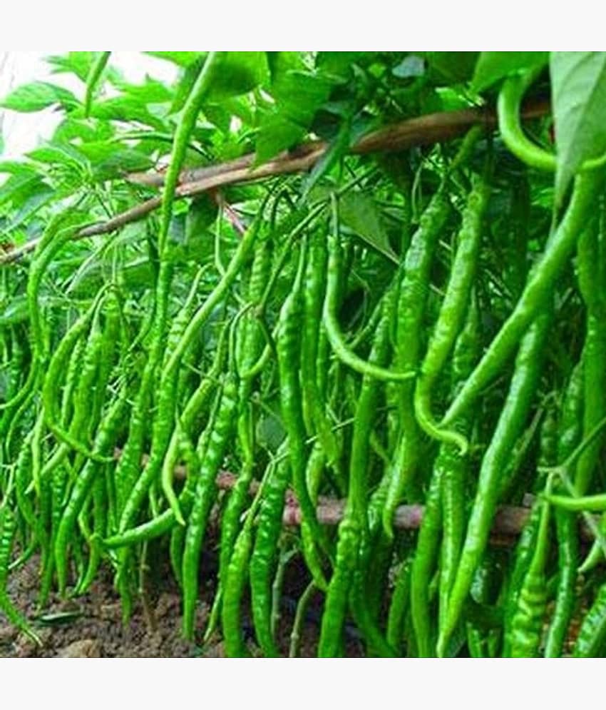 LiveNature Organic Green Chilli/Mirchi Seeds | Vegetable Plant Seeds | Best for Home Garden & Terrace – Pack of 100 Seeds