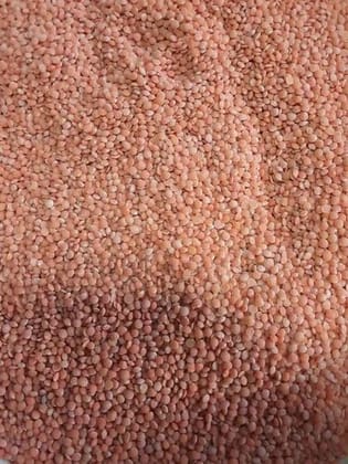 OKHALI Punjab Masoor DAL 500G