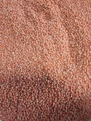 OKHALI Punjab Masoor DAL 500G