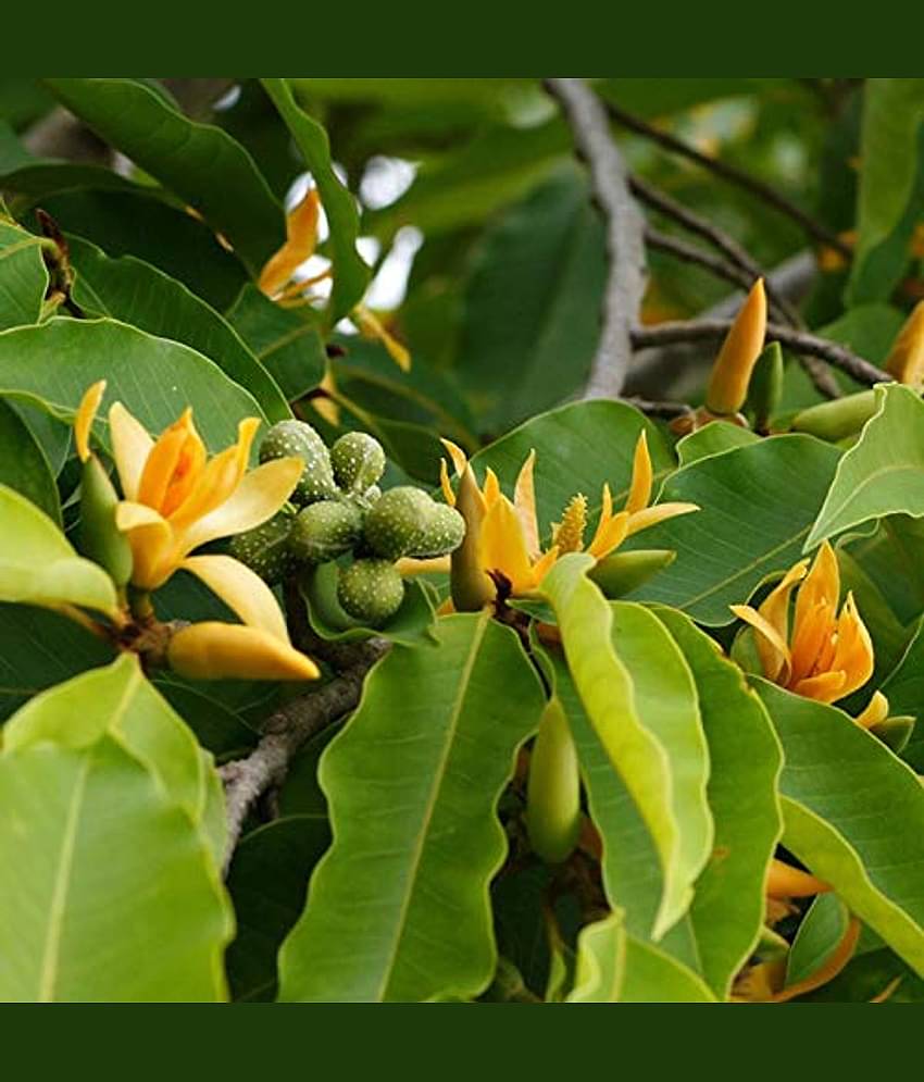 MICHELLIA CHAMPA flower 20 seeds pack with free cocopeat and user manual