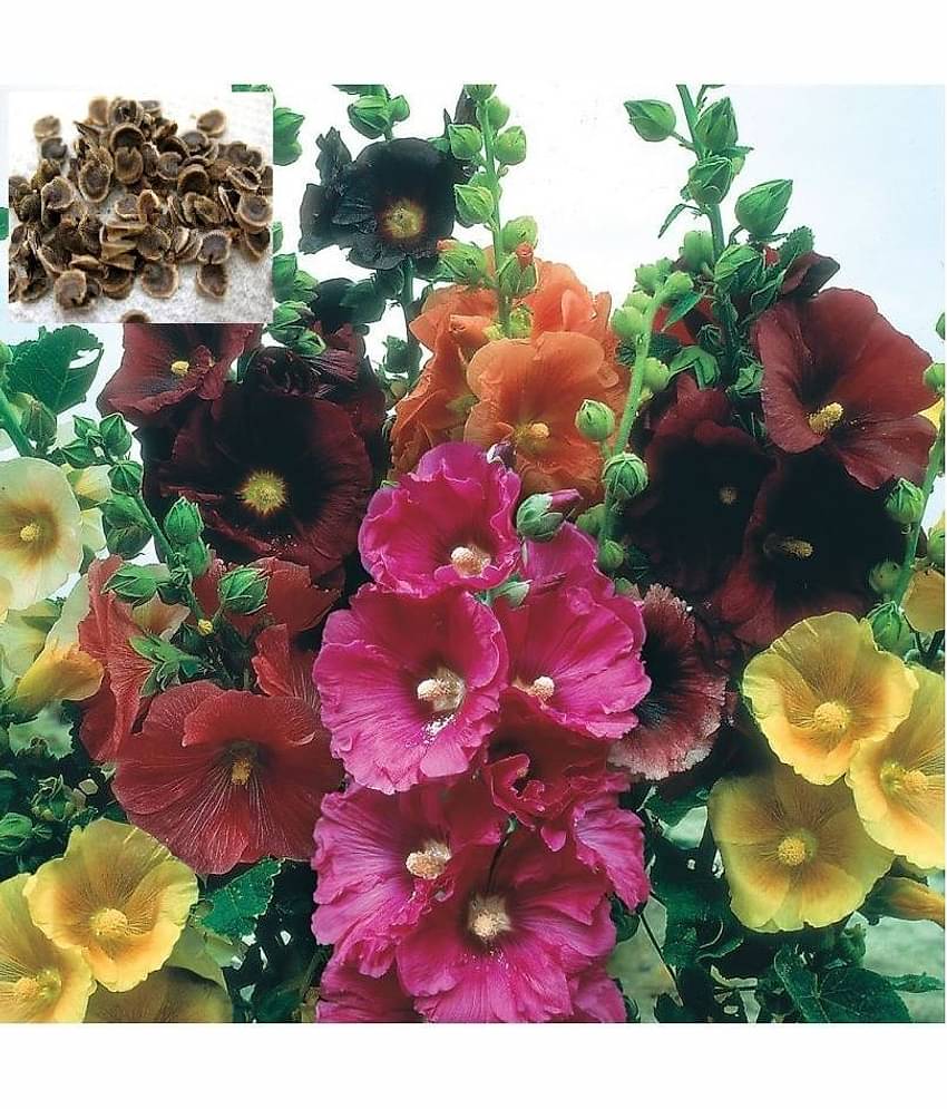 homeagro - Hollyhock Mixed Flower ( 50 Seeds )