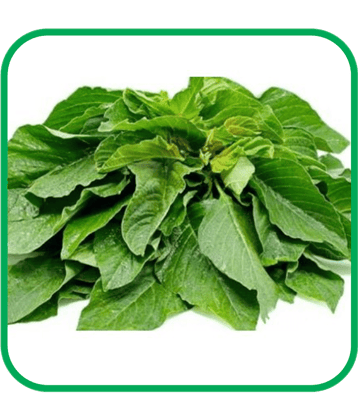 Aero Seeds Green Amaranthus Pack of 500 Seeds