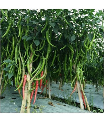 Recron Seeds Garden Hot Chilli Pepper - Mirchi Chilli Seeds - ( 50 seeds )