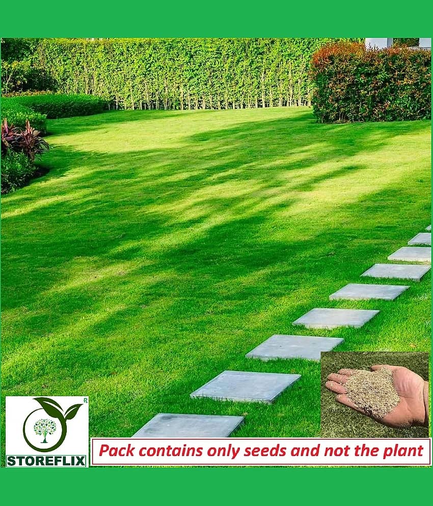 STOREFLIX Bermuda Grass ( 3000 Seeds )