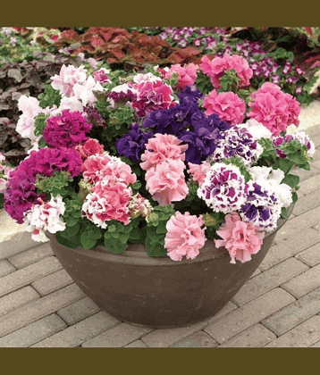 Vedhahi Hybrid Petunia Rapide Mixed Flower ( 200 Seeds )