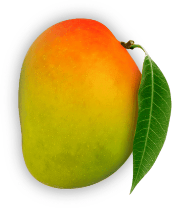 Devgad Alphonso Mango 6 PIC