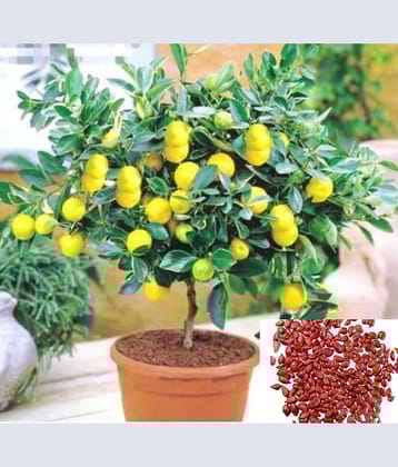 homeagro - Kagzi Lemon Vegetable ( 10 Seeds )