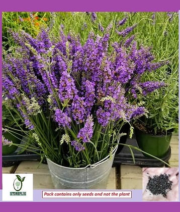 STOREFLIX Lavender Flower ( 50 Seeds )