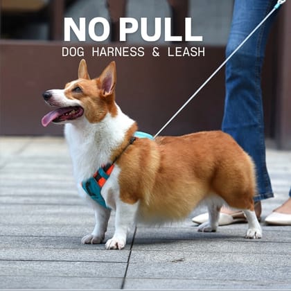 2-in-1 Dog Harness & Leash, No Pull & Long lasting Build-XS