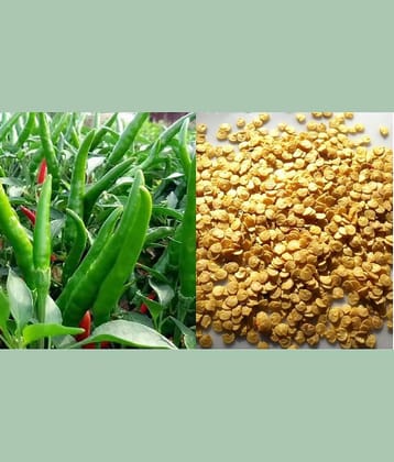Pepper Chilli Hybrid Bengali Surajmukhi Type Seeds | 50 seeds