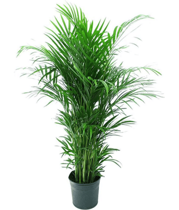 Alkarty areca palm tree seeds for gardening pack of 20 seeds