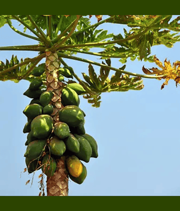 Jignisha Seeds Papita Fruit ( 25 Seeds )