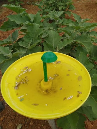 Farm Leucinodes Lure - Leucinodes orbonalis (Brinjal Shoot & Fruit borer) (Pack of 10)