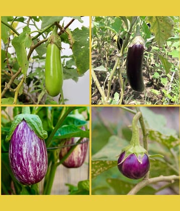 homeagro - Brinjal Vegetable ( 100 Seeds )