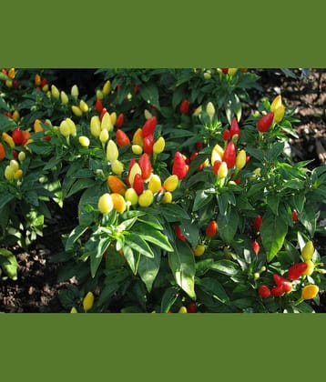 Ornamental Vegetablel Chilli 50 Fresh Seeds PACK Fast Growing Variety Plants Seeds WITH USER MANUAL
