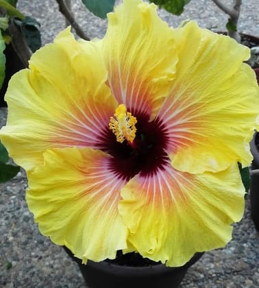 Austrelian Hibiscus Plant For Home Gardening