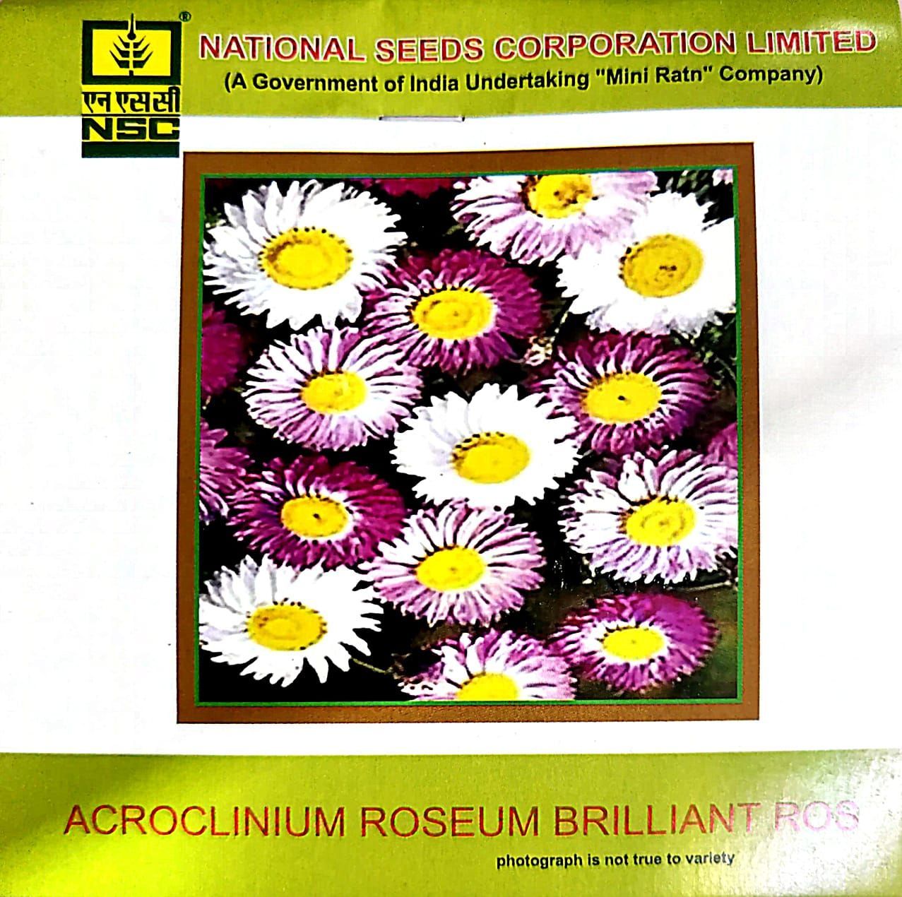 NSC Acroclinium Roseum Brilliant Rose Flower Seed