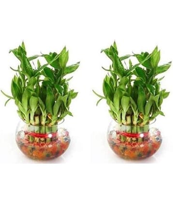 Green plant indoor - Green Wild Artificial Flowers With Pot ( Pack of 2 )