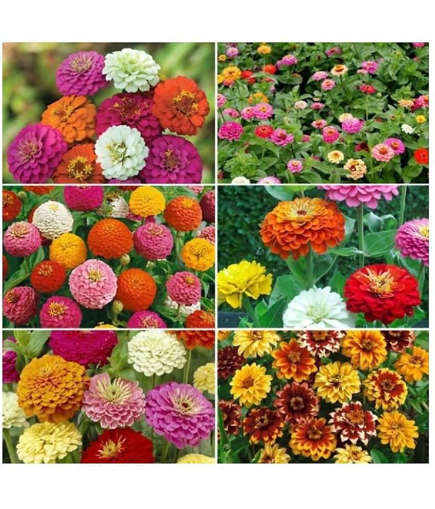 Zinnia Double Mix Flower Seeds (Multicolour, Pack of 25 )