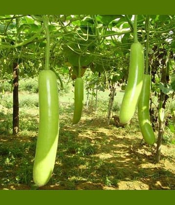 Jignisha Seeds Hybrid Lauki Vegetable ( 20 Seeds )