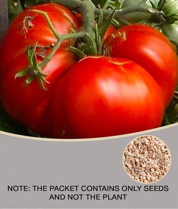 BS SEEDS Giant Tomato BIG ZAC Heirloom Vegetable 50 Seeds Biggest Competition