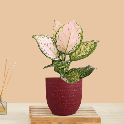 Aglaonema Pink Valentine (Small) in Eco Pot