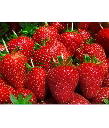 Sweet Strawberry Fragaria Exotic Fruit Seeds
