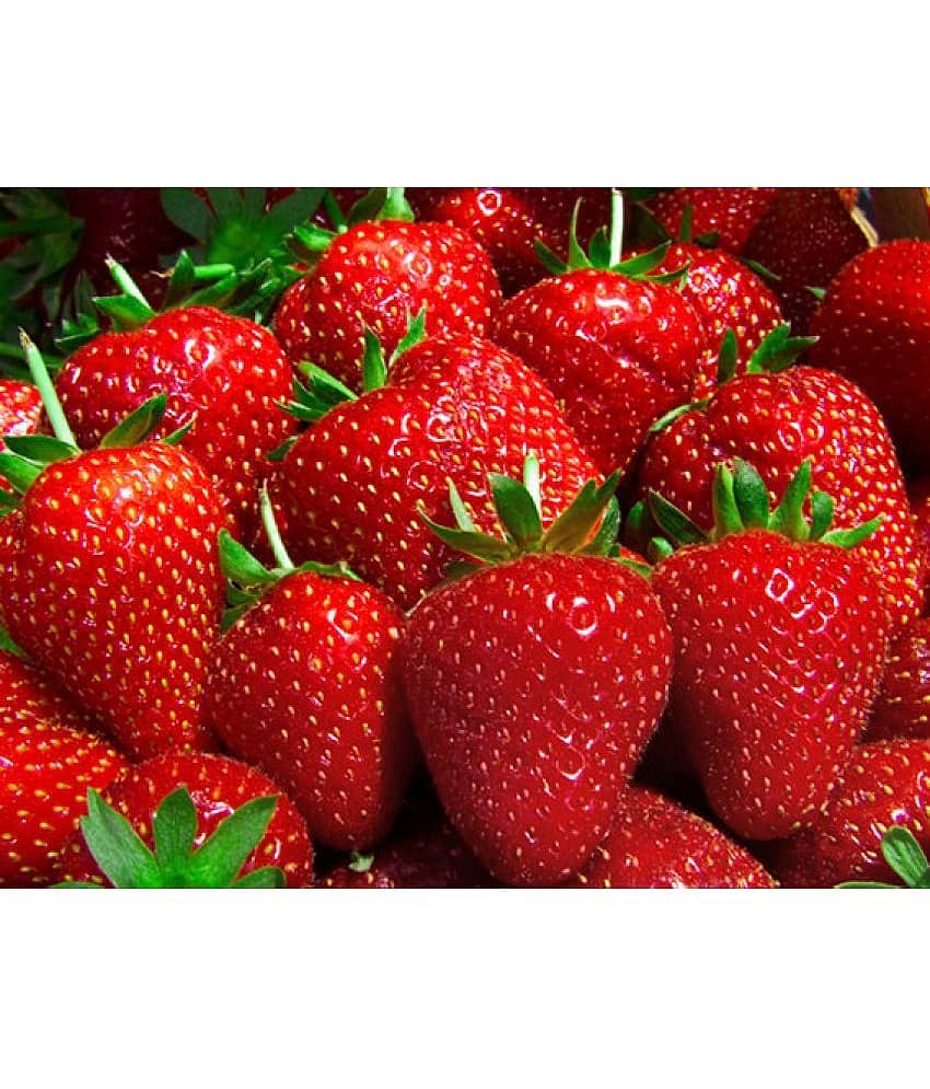 Sweet Strawberry Fragaria Exotic Fruit Seeds