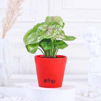 Syngonium Plant In Red Pot