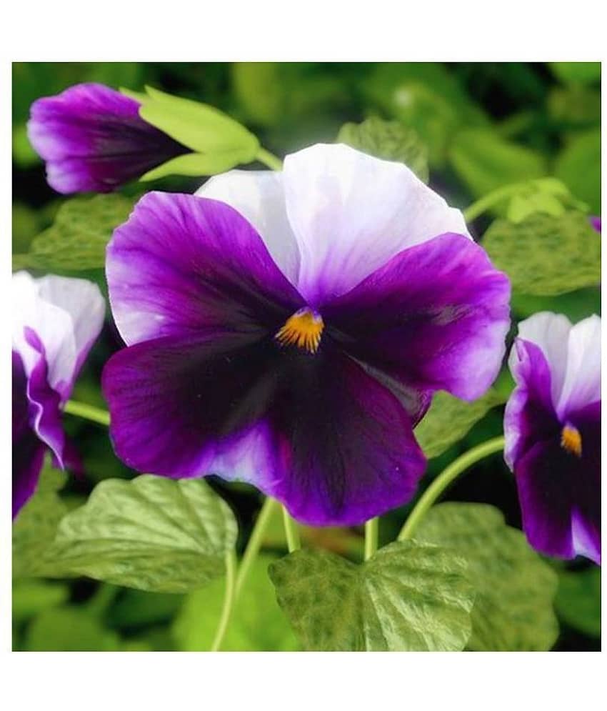Pansy blue wings, Multicolor Winter Flower Seeds with Coco Peat Seed Starter