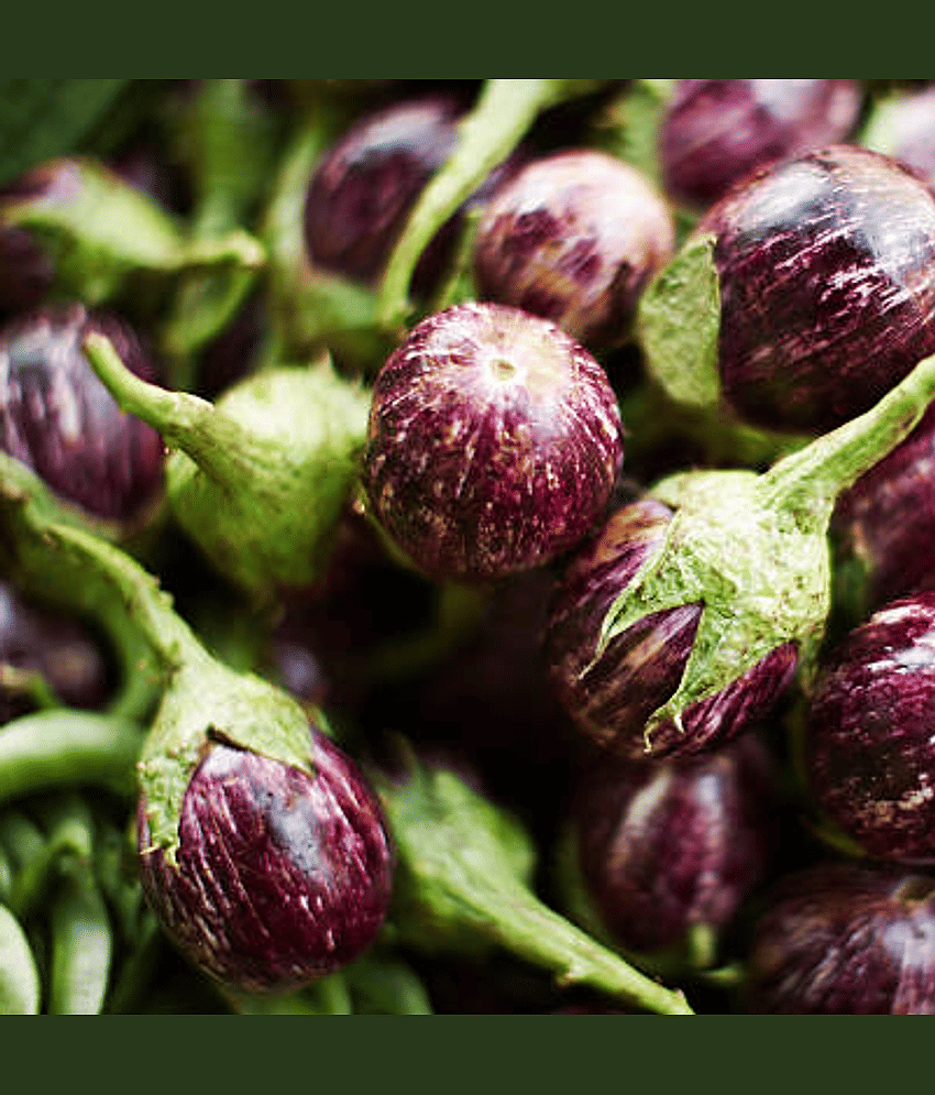 Jignisha Seeds Hybrid Eggplant Vegetable ( 50 Seeds )