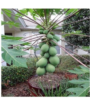 Fresh Dwarf Thai Papaya Fruit Seeds Very Sweet Organic Fruit Garden 10 seeds