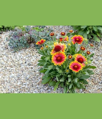 GAILLARDIA mix variety flower 30 seeds pack with cocopeat and user manual