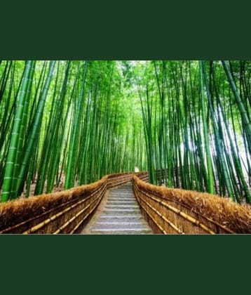 Bambusa bambos / Bambusa Arundinacea / Spiny bamboo / Thorny bamboo - 25 SEEDS PACK WITH MANUAL