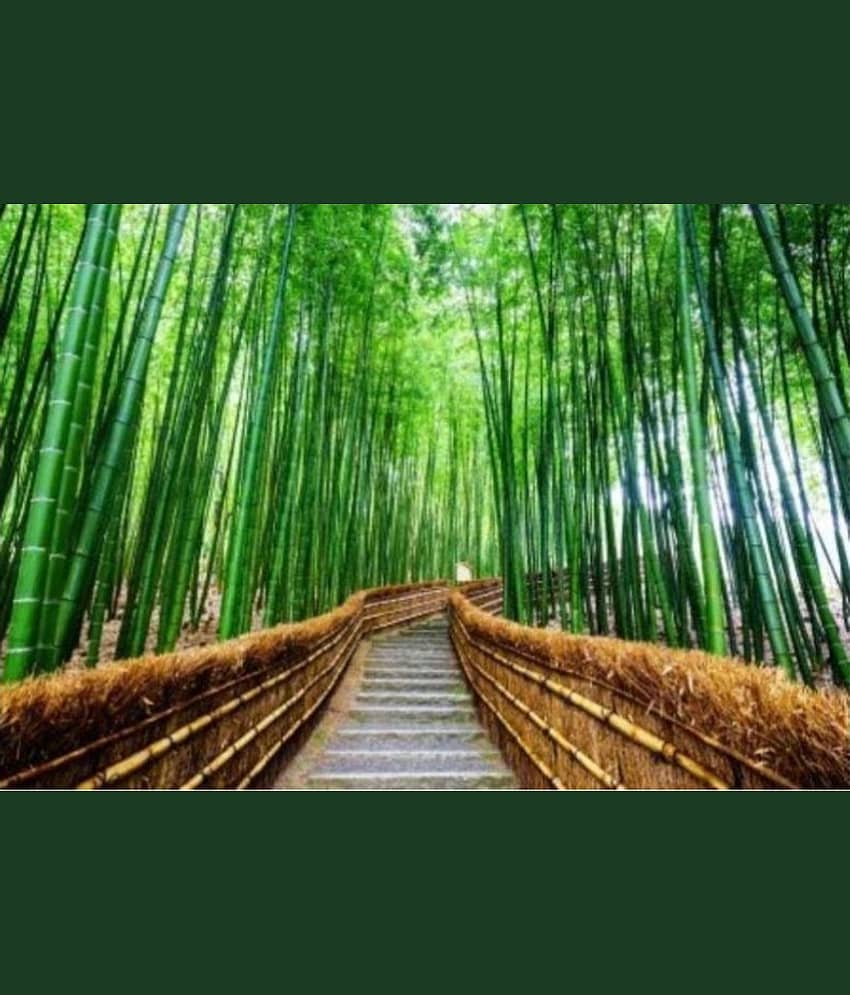 Bambusa bambos / Bambusa Arundinacea / Spiny bamboo / Thorny bamboo - 25 SEEDS PACK WITH MANUAL