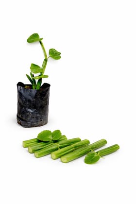 Hadjod / Pirandai / Mangarahalli / Kandvel Live Herbal Plant – Cissus Quadrangularis