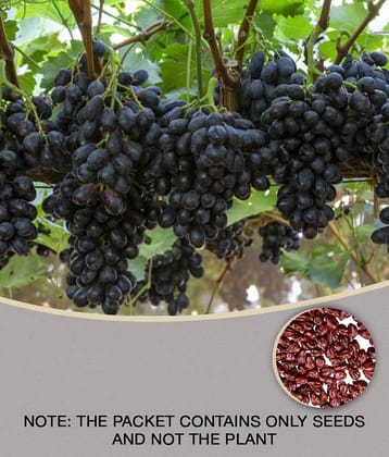 homeagro - Black Grape Fruit ( 20 Seeds )