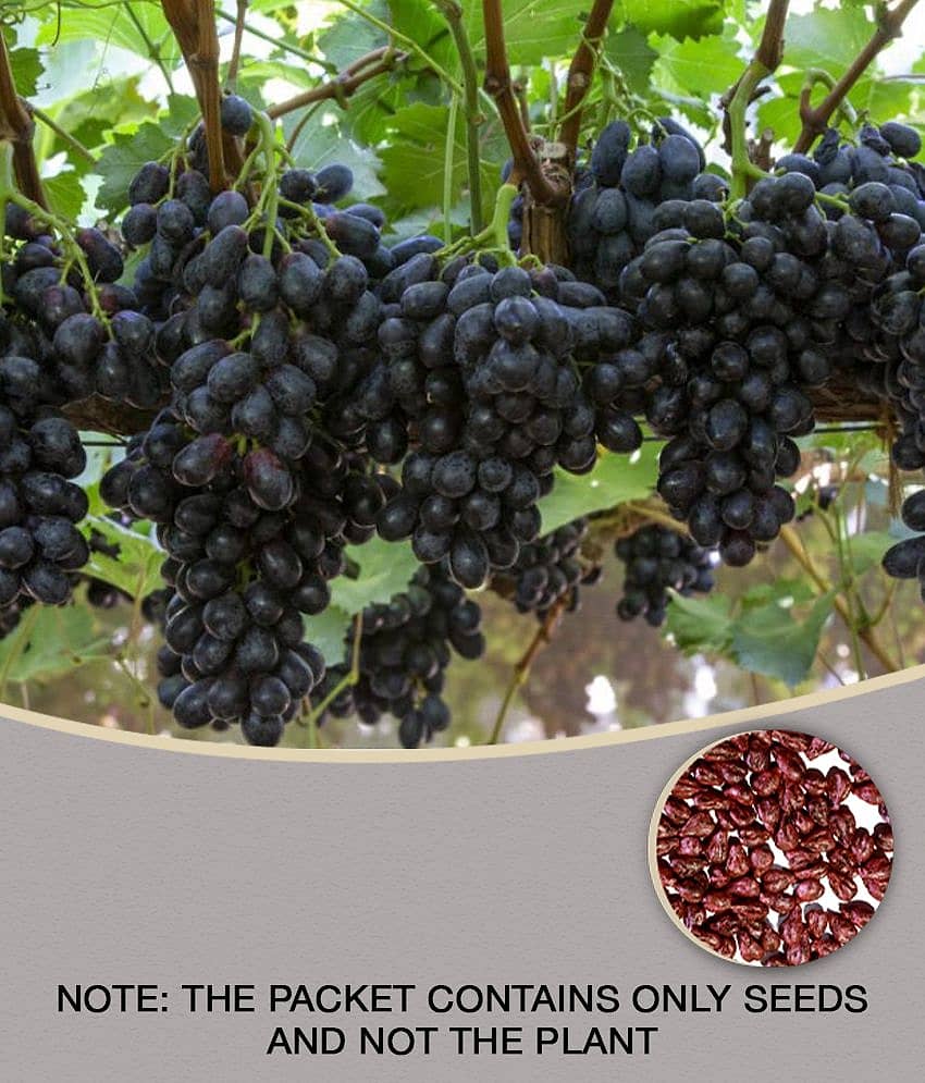 homeagro - Black Grape Fruit ( 20 Seeds )